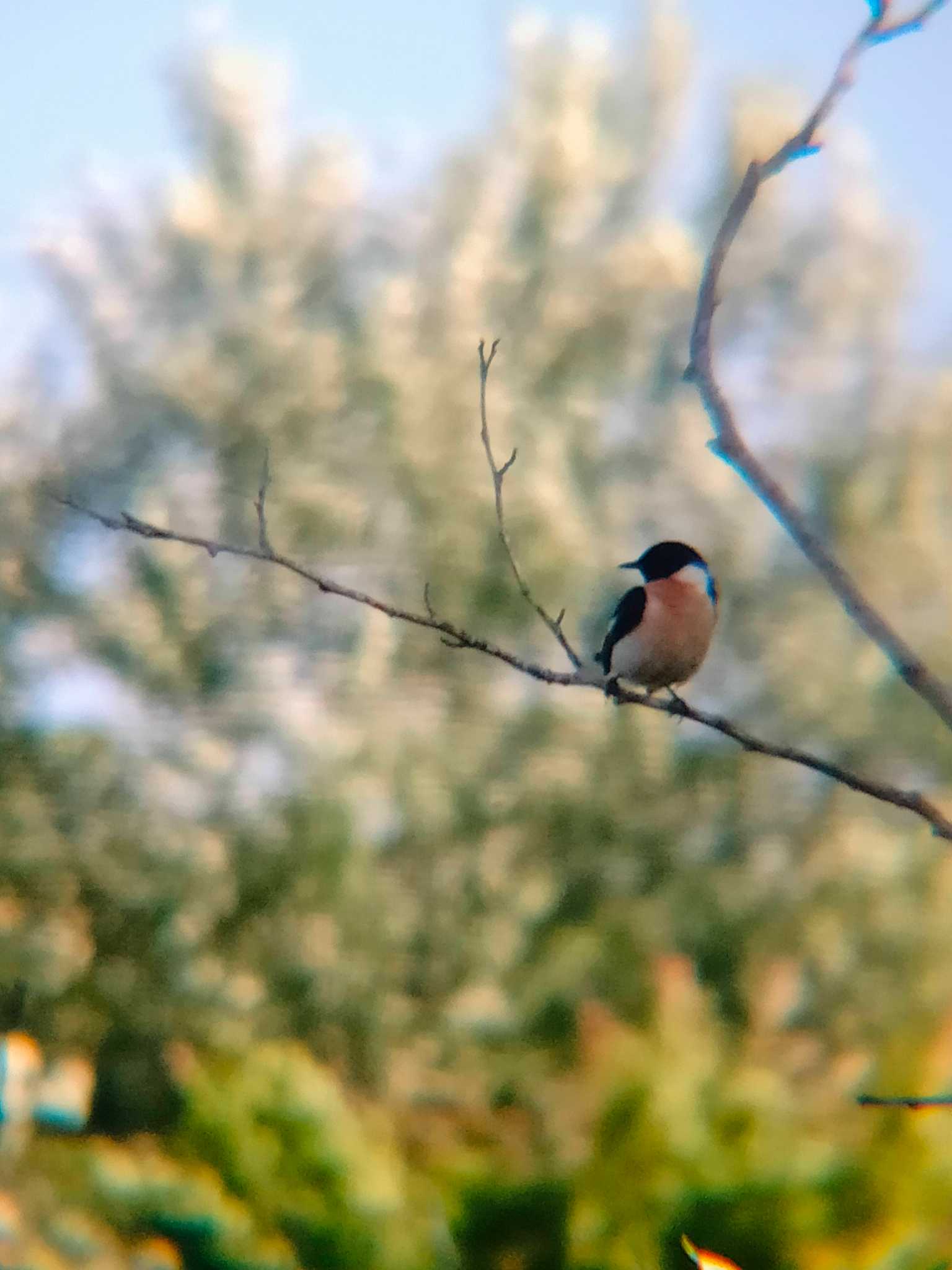 Amur Stonechat