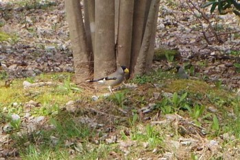 Japanese Grosbeak Kyoto Gyoen Sat, 3/18/2017