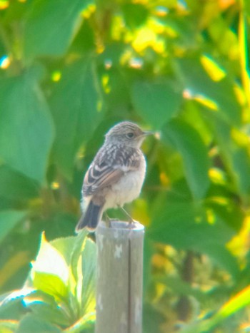 2021年7月3日(土) 茨戸川緑地の野鳥観察記録