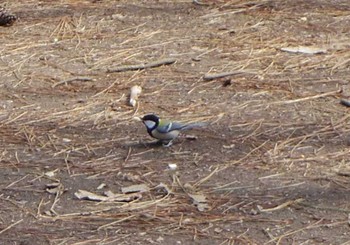 Japanese Tit Kyoto Gyoen Sat, 3/18/2017