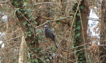 Brown-eared Bulbul Kyoto Gyoen Sat, 3/18/2017