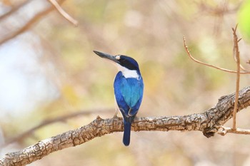 Forest Kingfisher Lake Field National Park Sat, 10/19/2019