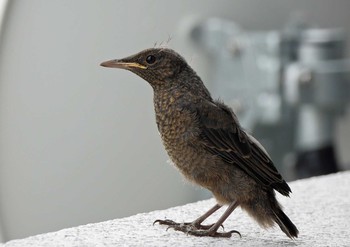 Blue Rock Thrush Unknown Spots Sat, 7/3/2021