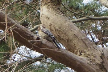 Japanese Pygmy Woodpecker Kyoto Gyoen Sat, 3/18/2017