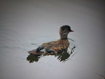 2021年7月3日(土) 天理ダム風致公園の野鳥観察記録