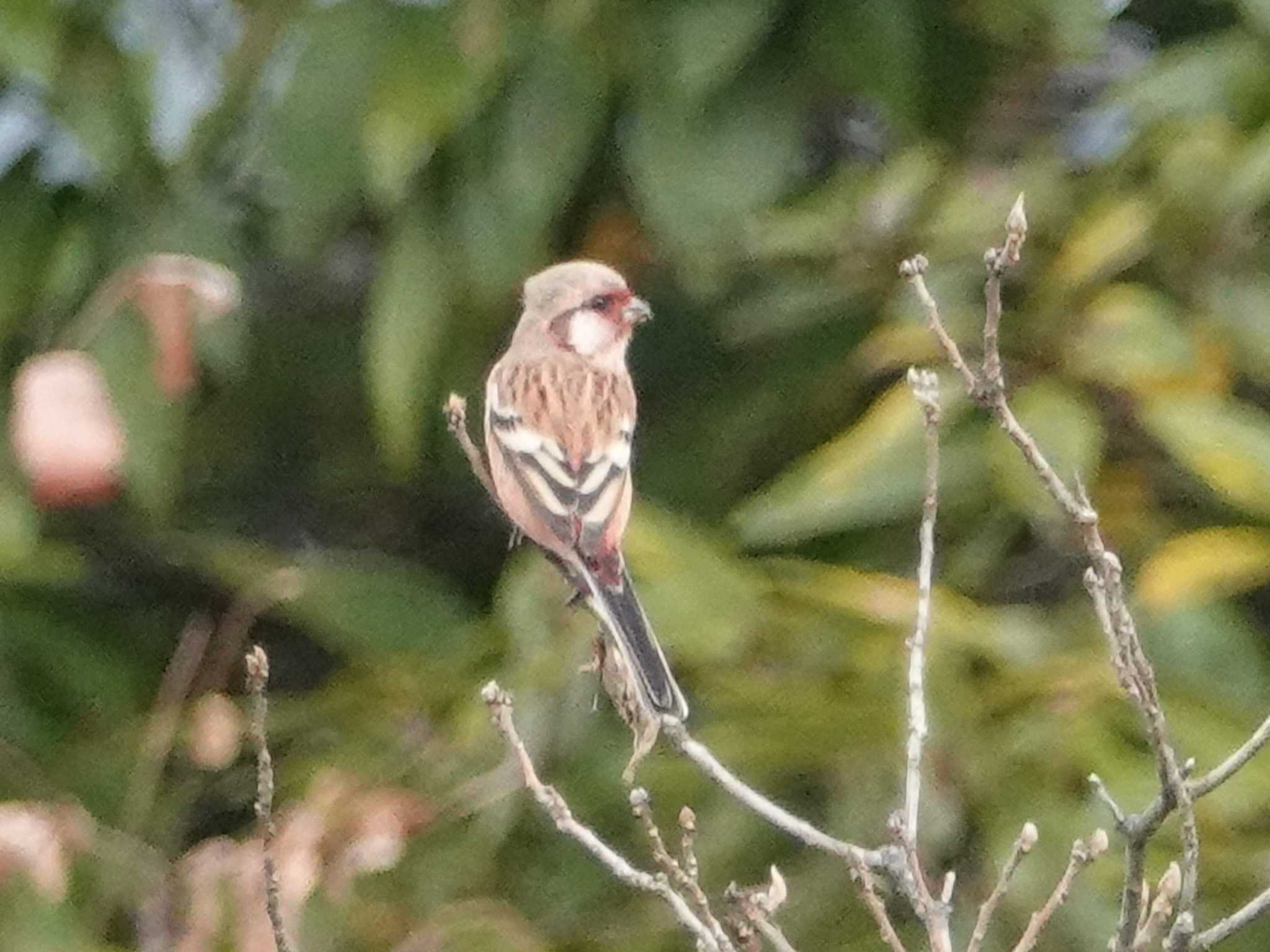 Siberian Long-tailed Rosefinch