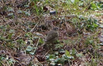 Masked Bunting Kyoto Gyoen Sat, 3/18/2017