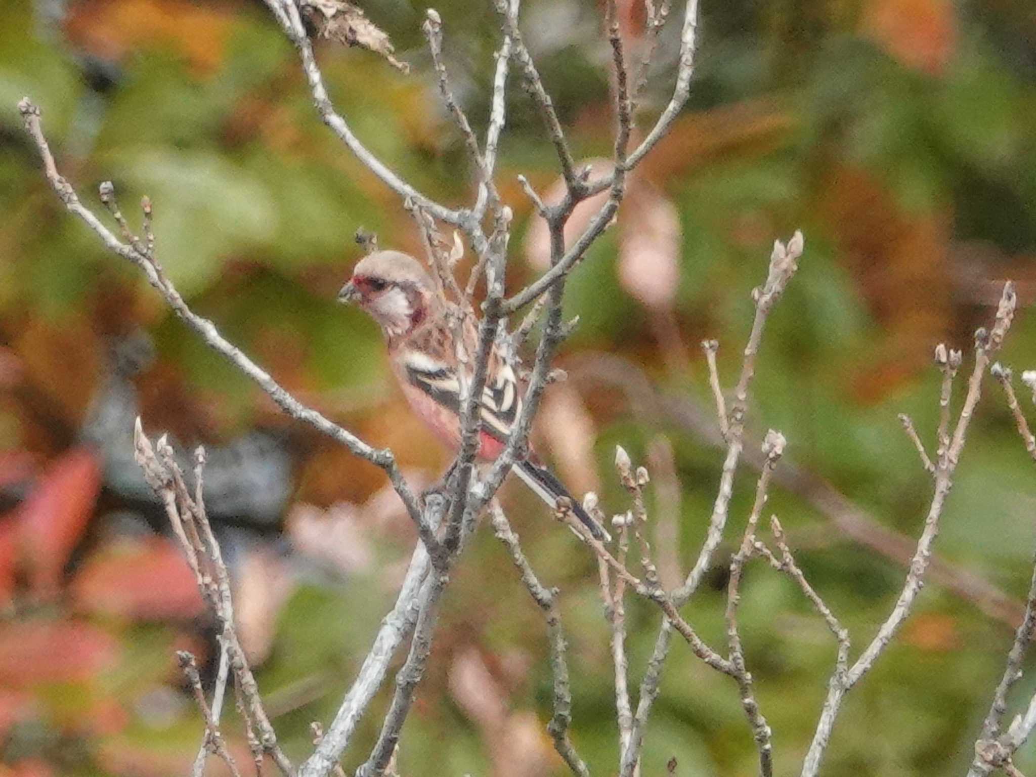 Siberian Long-tailed Rosefinch