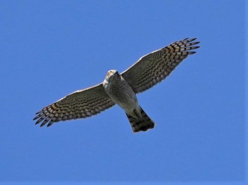 2020年1月6日(月) 小牧市の野鳥観察記録