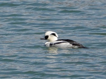 2020年1月21日(火) 小牧市の野鳥観察記録