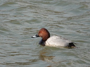 Thu, 4/2/2020 Birding report at 小牧市