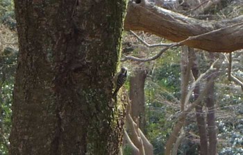 Japanese Pygmy Woodpecker Kyoto Gyoen Sat, 3/18/2017