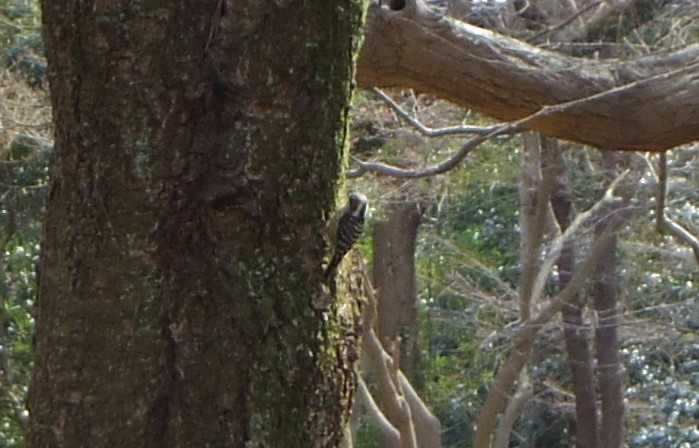 Photo of Japanese Pygmy Woodpecker at Kyoto Gyoen by smallfield