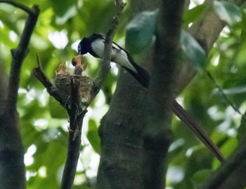 Black Paradise Flycatcher 岐阜市 Sat, 7/3/2021