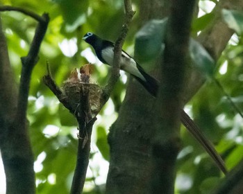 Black Paradise Flycatcher 岐阜市 Sat, 7/3/2021