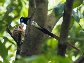 Black Paradise Flycatcher 岐阜市 Sat, 7/3/2021