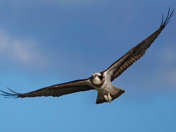 2021年1月18日(月) 小牧市の野鳥観察記録