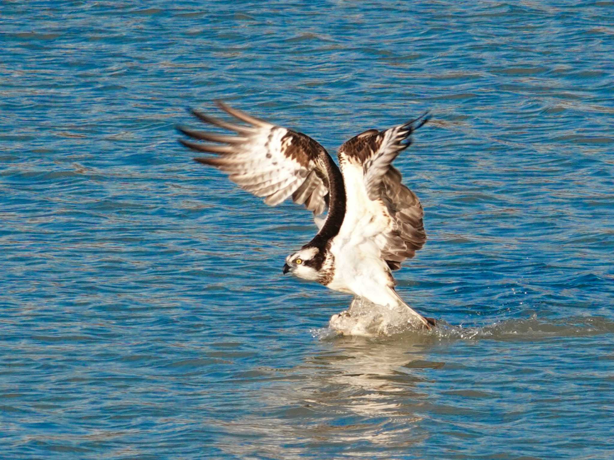 Photo of Osprey at 小牧市 by KazuIson