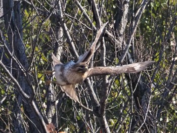 Wed, 1/13/2021 Birding report at 小牧市