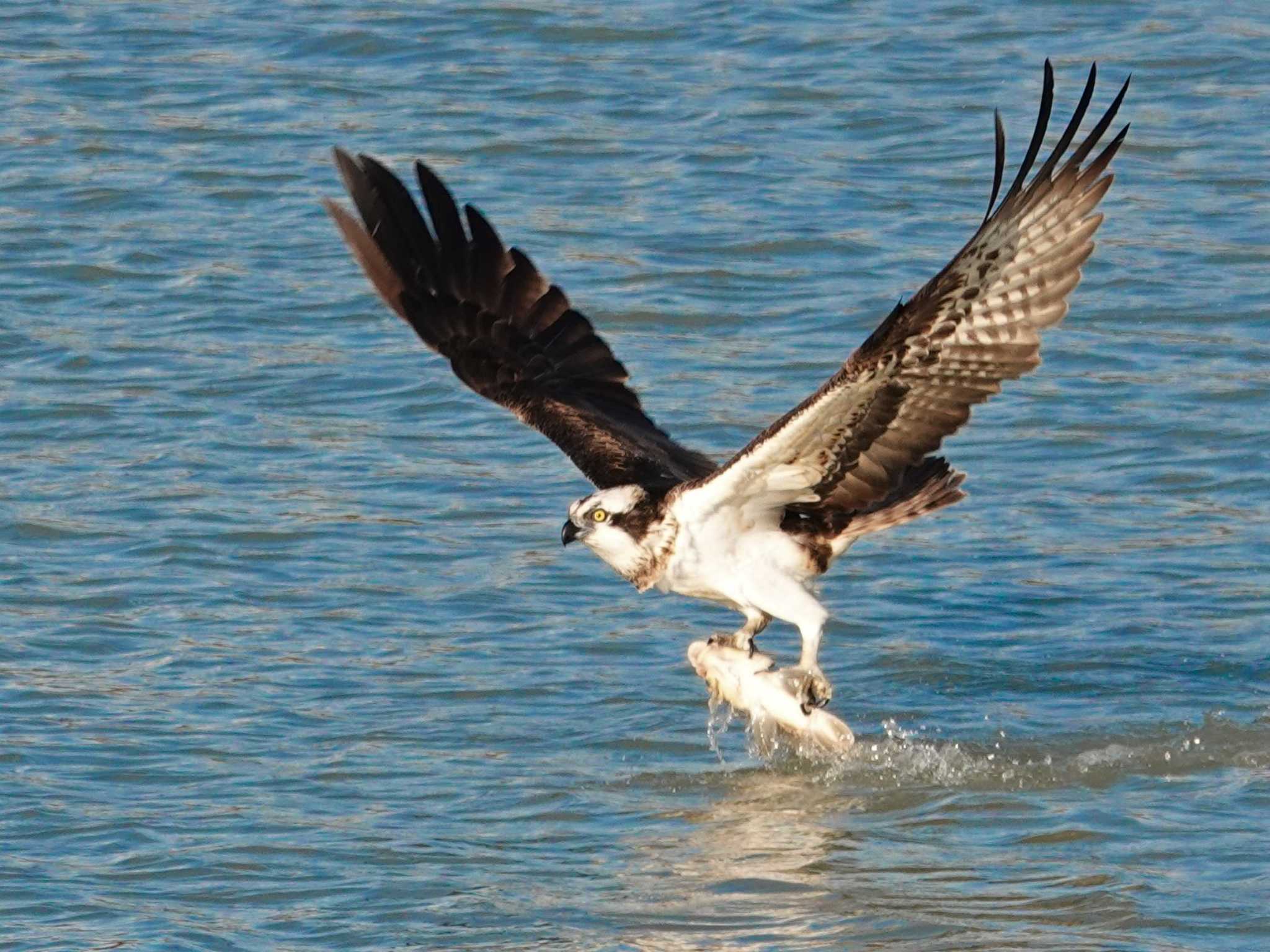 Photo of Osprey at 小牧市 by KazuIson