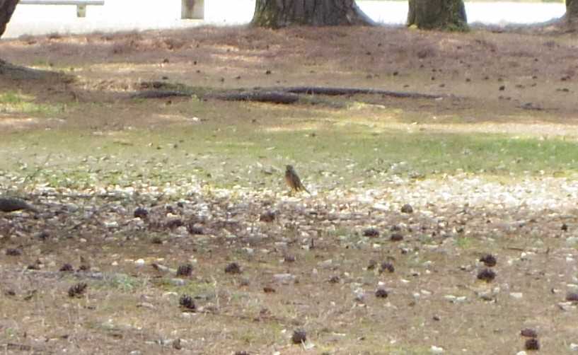 Photo of Dusky Thrush at Kyoto Gyoen by smallfield