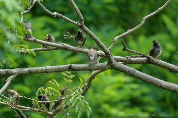 White-cheeked Starling Osaka Tsurumi Ryokuchi Sat, 7/3/2021