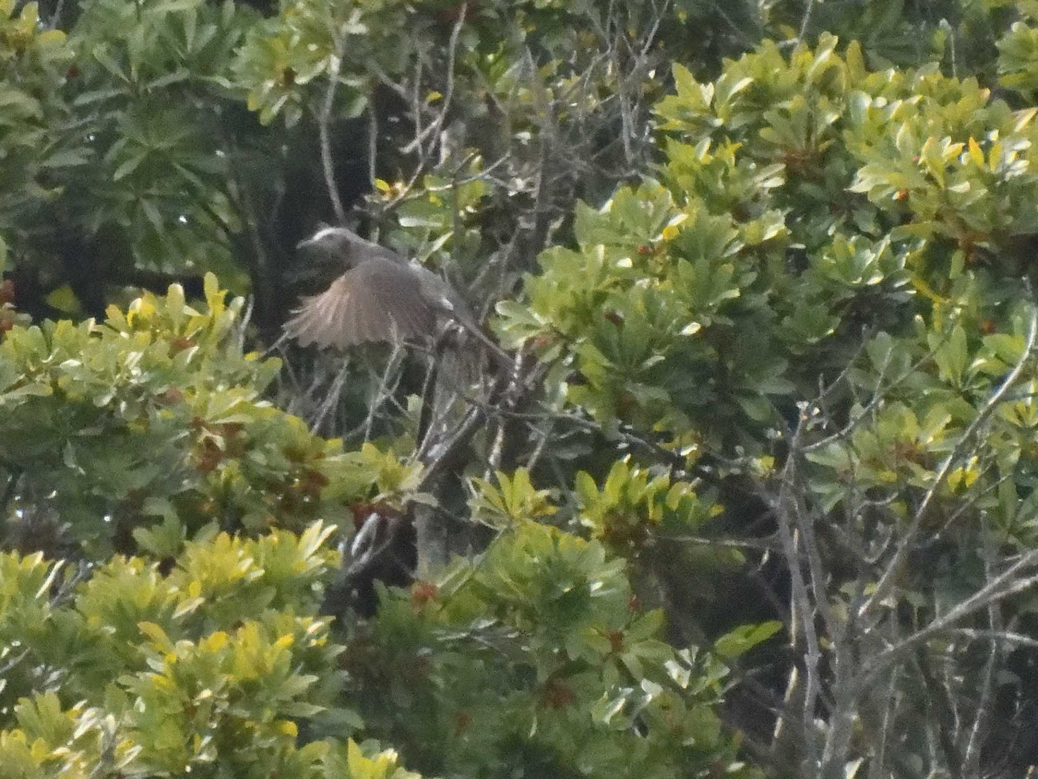 Brown-eared Bulbul