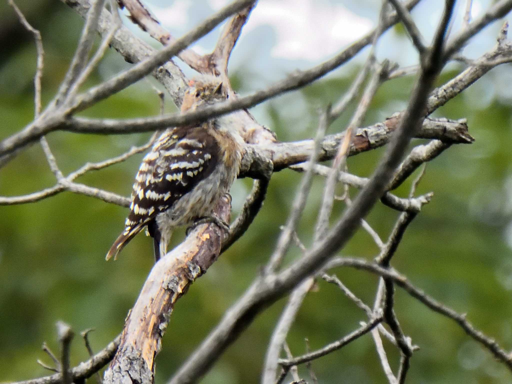 Japanese Pygmy Woodpecker