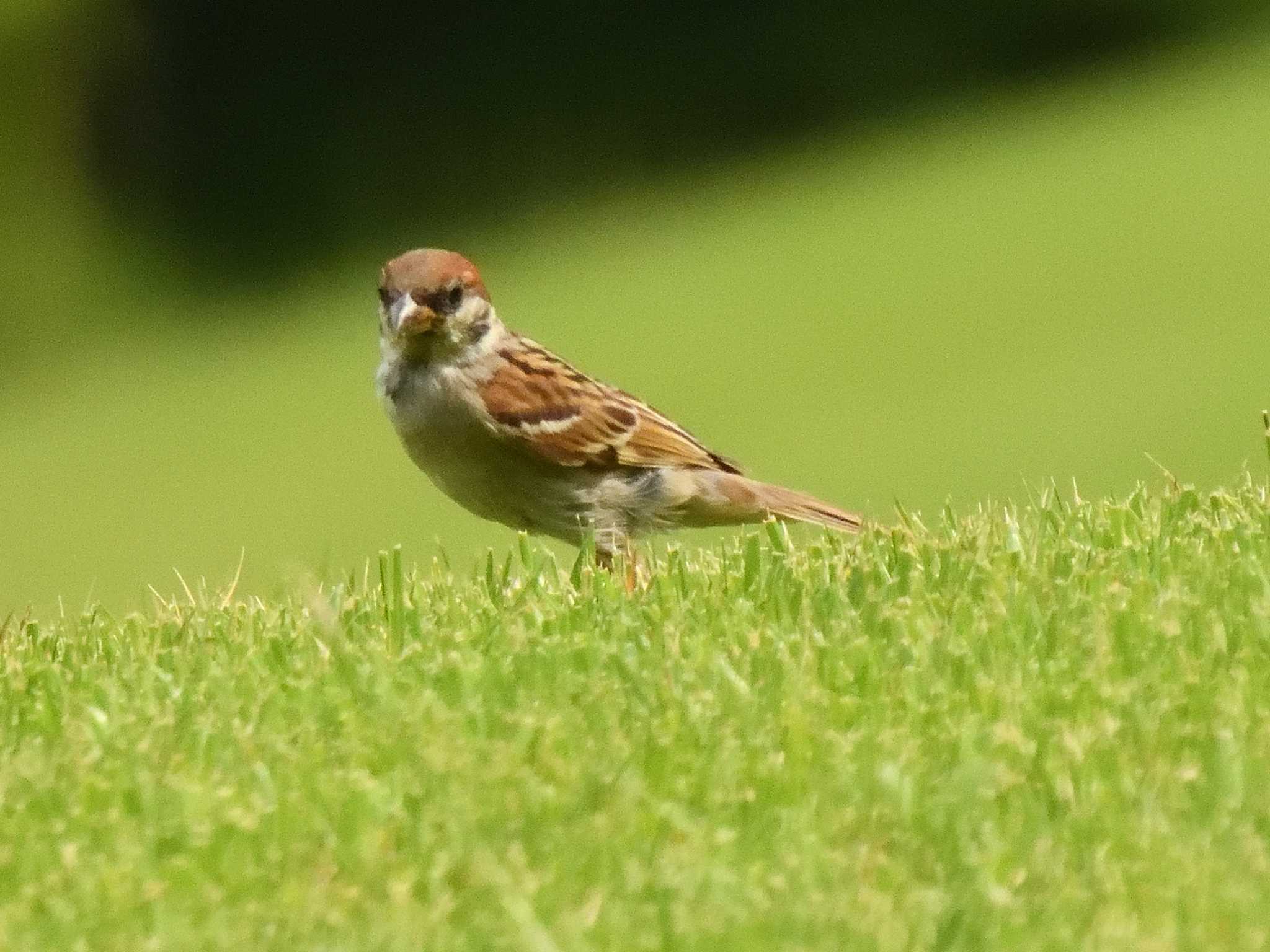 Eurasian Tree Sparrow