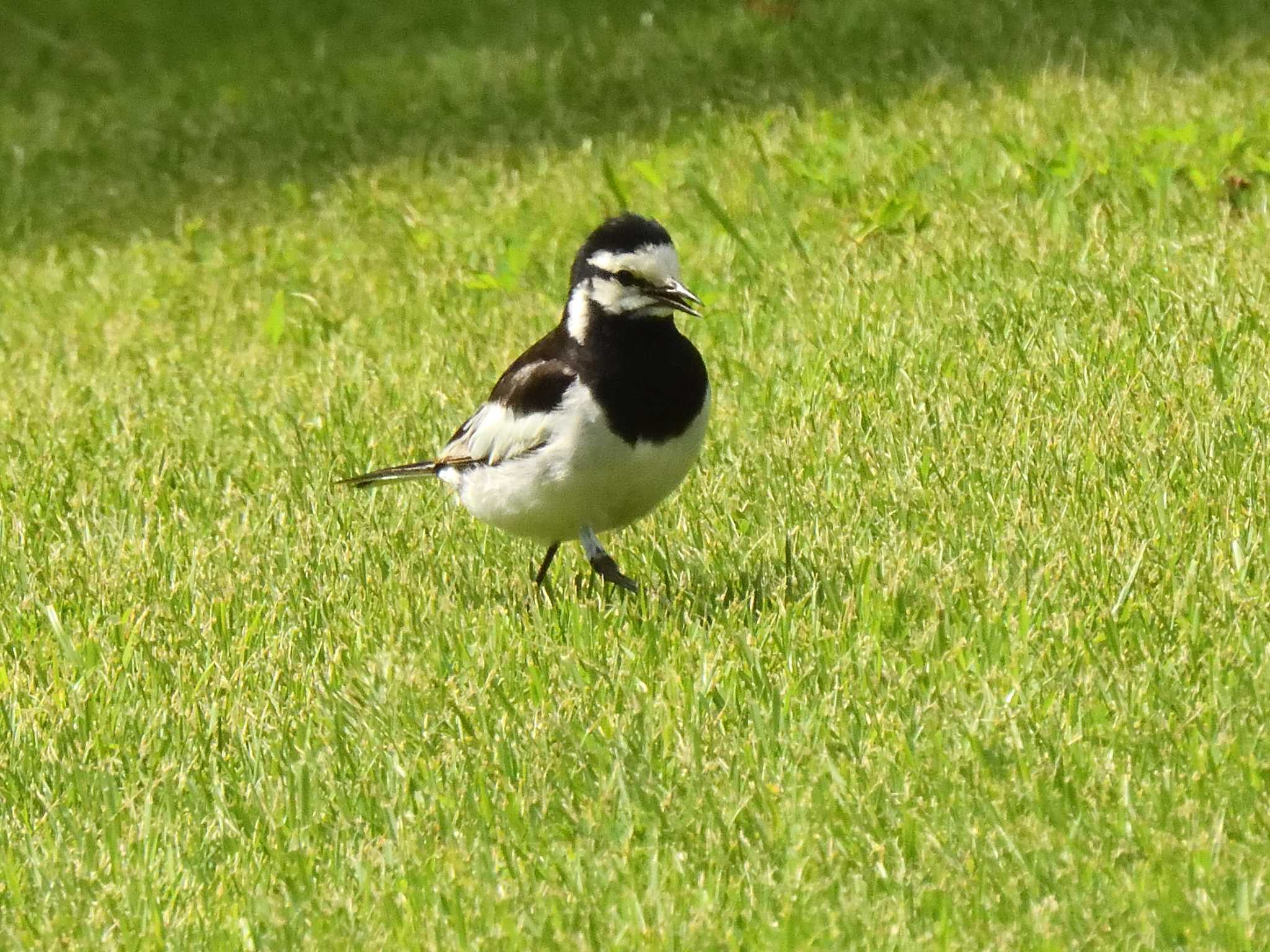 Japanese Wagtail