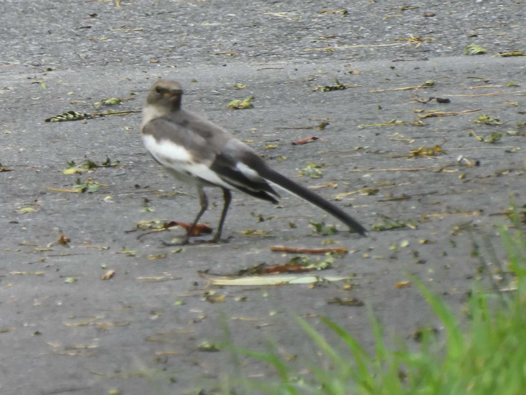 White Wagtail