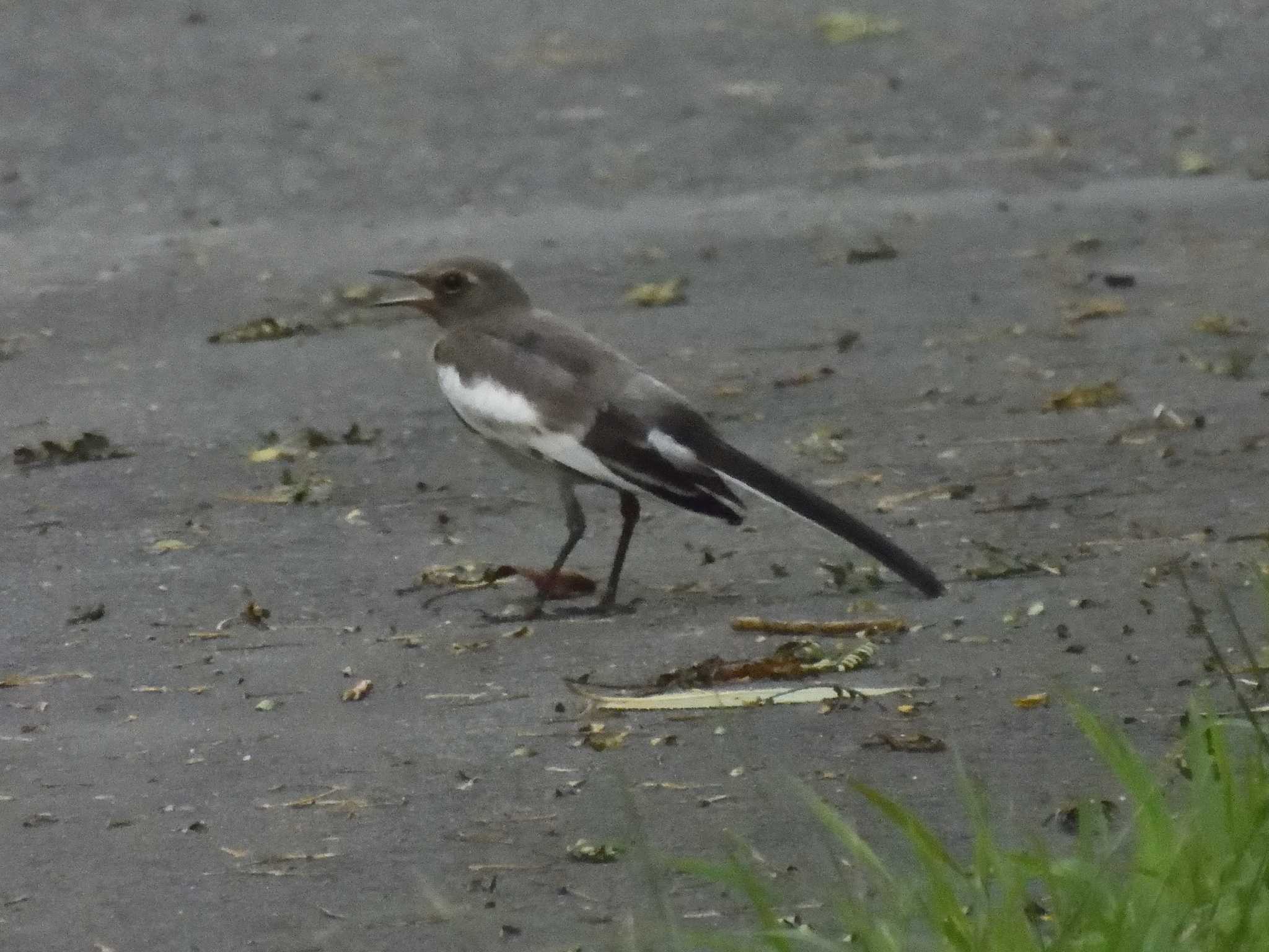 White Wagtail