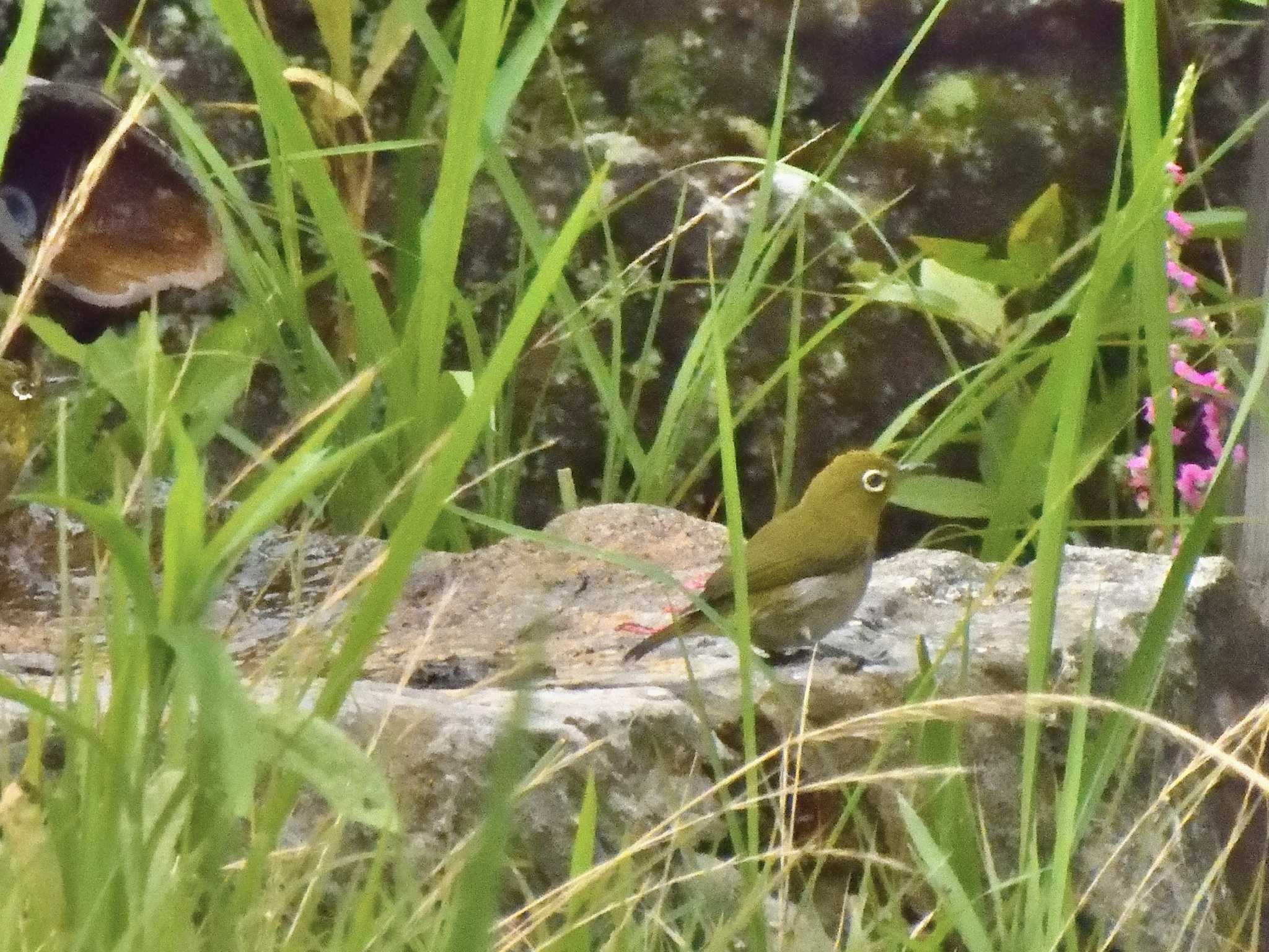 Warbling White-eye