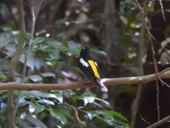 Sat, 7/3/2021 Birding report at 愛知県森林公園