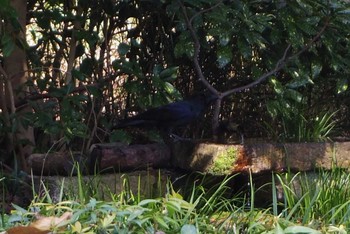 Large-billed Crow Kyoto Gyoen Mon, 3/20/2017