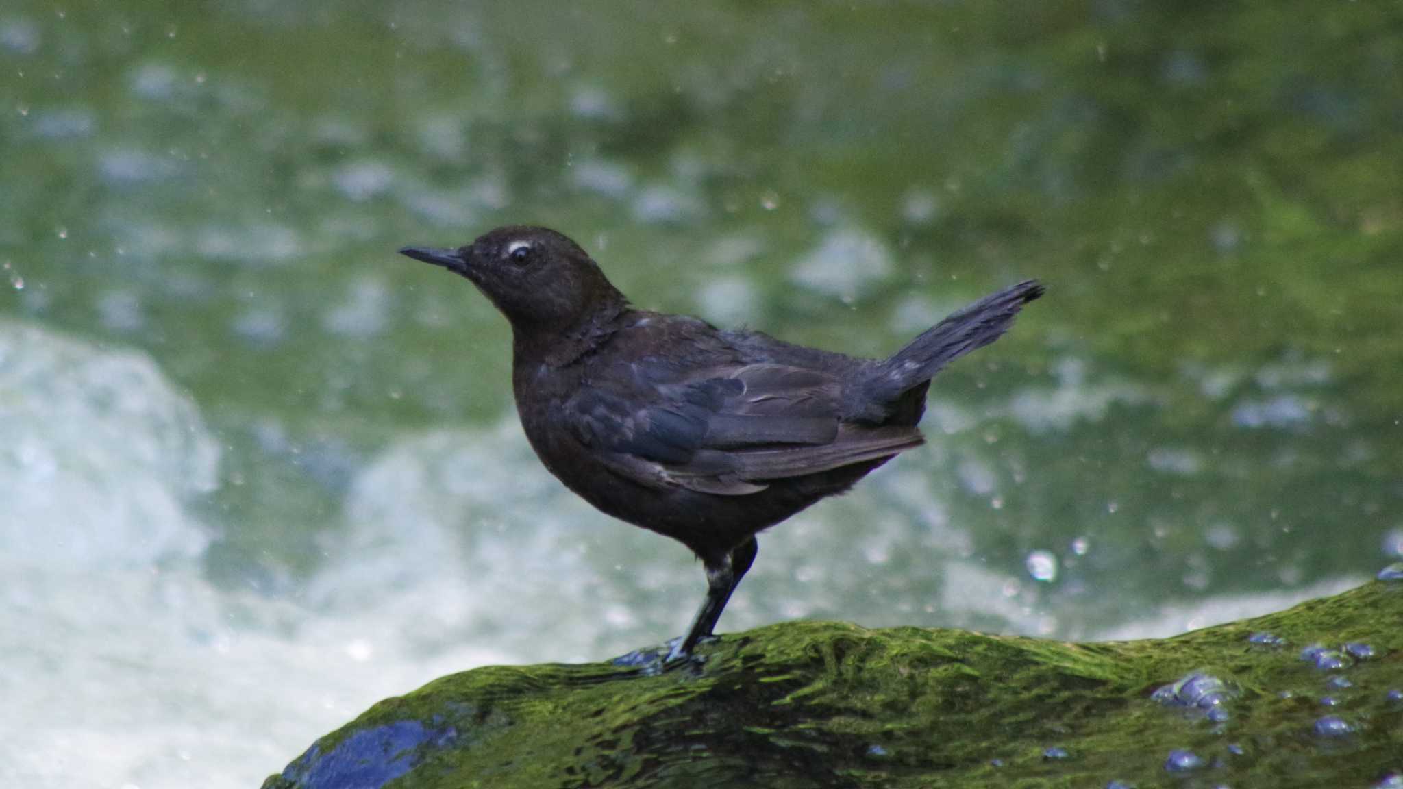 福井緑地(札幌市西区) カワガラスの写真 by 98_Ark (98ｱｰｸ)