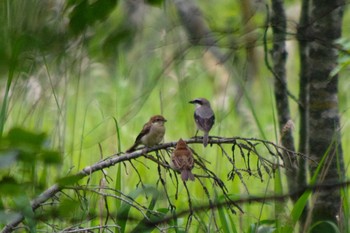 2021年7月3日(土) 西岡公園(西岡水源地)の野鳥観察記録