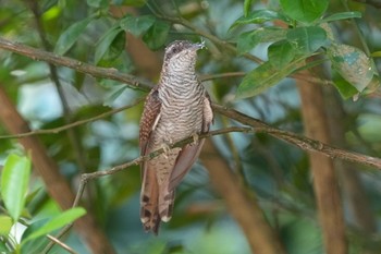 クリイロヒメカッコウ Pulau Ubin (Singapore) 2021年7月3日(土)