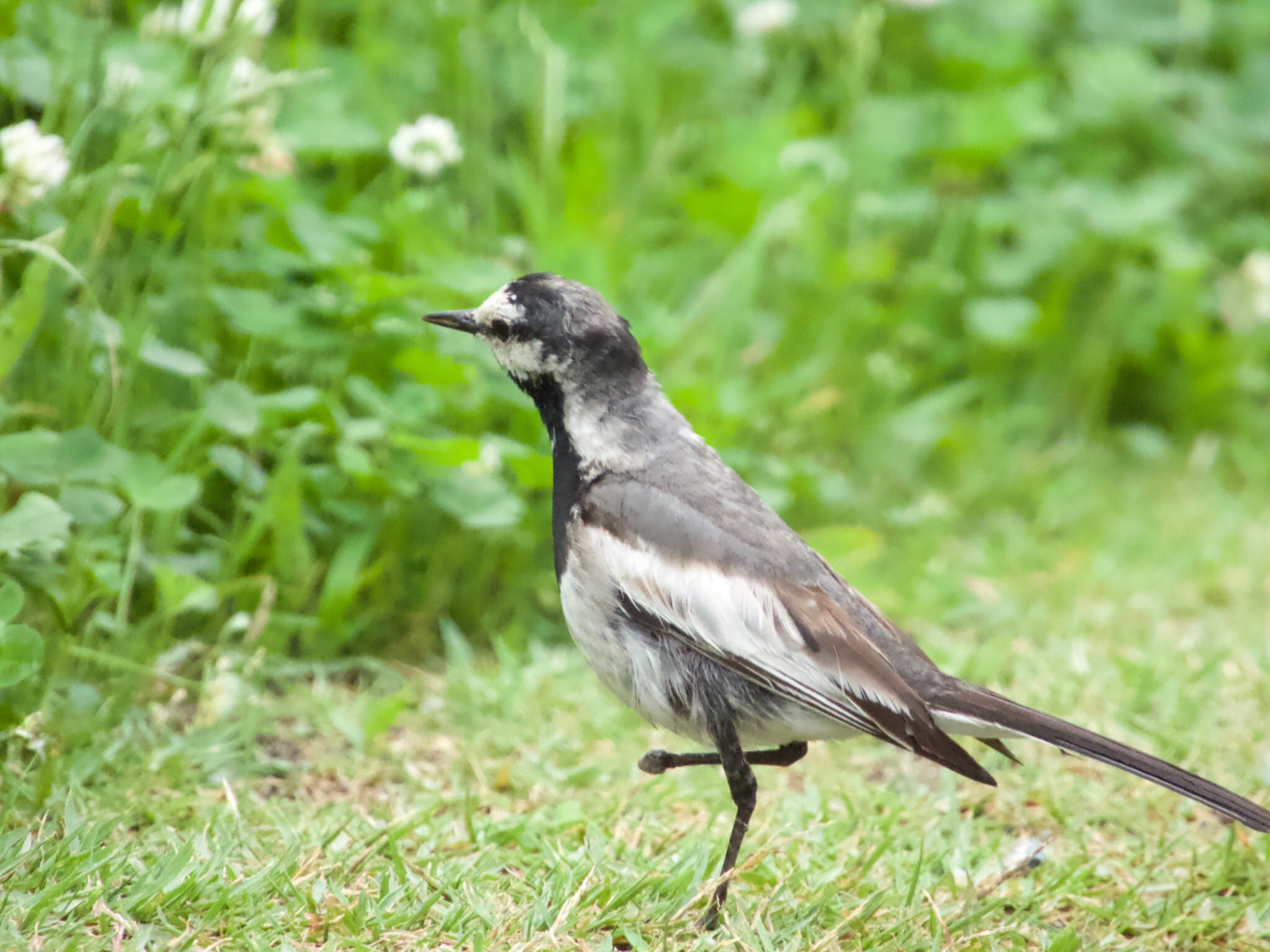 2021年7月2日(金) 旧中川水辺公園の野鳥観察記録 by あらどん 2021年7月2日(金) 旧中川水辺公園の野鳥観察記録 by あらどん