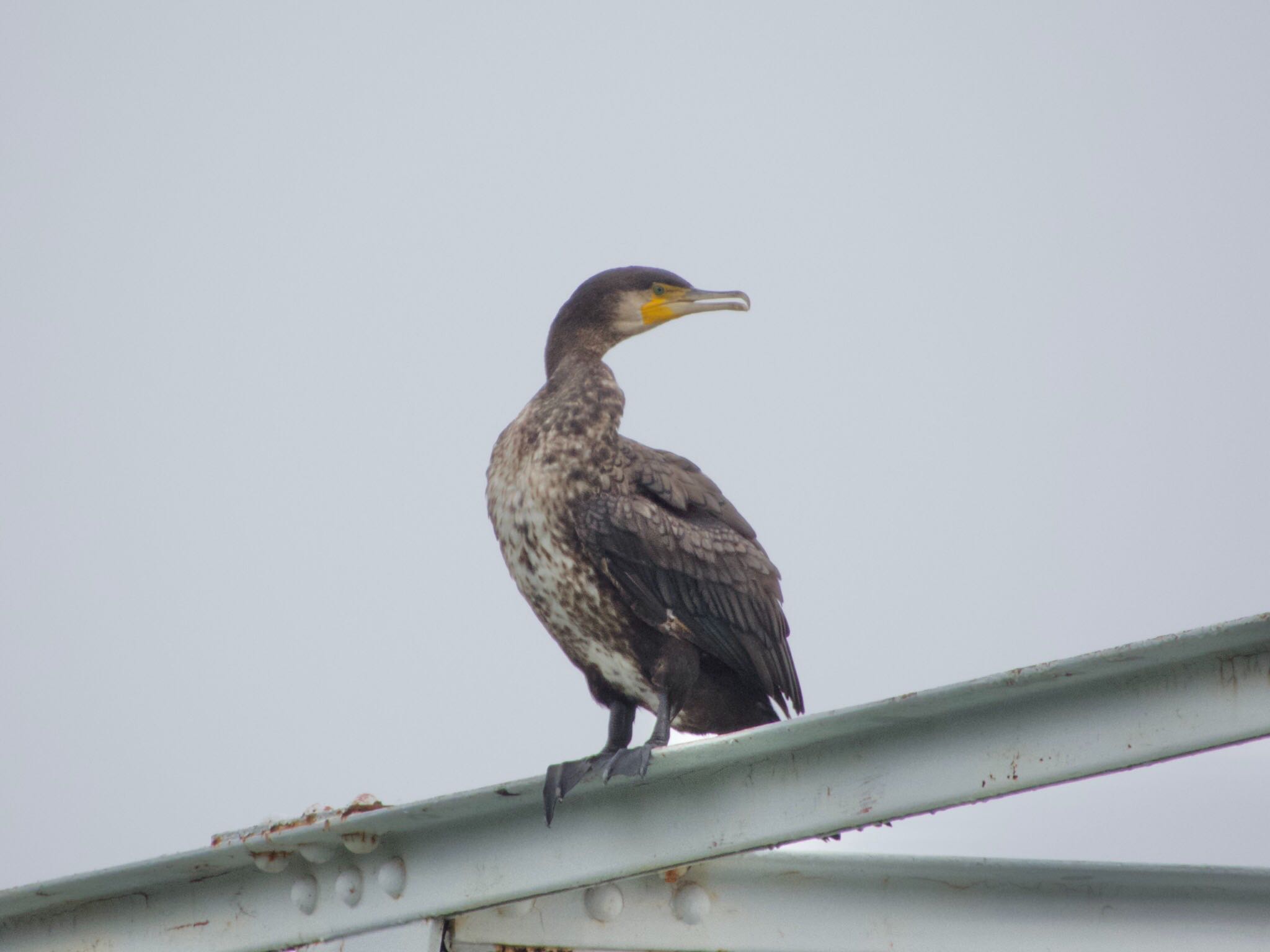 カワウ