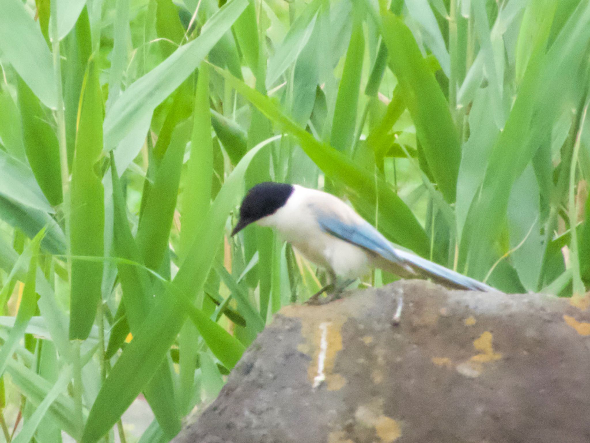 2021年7月2日(金) 旧中川水辺公園の野鳥観察記録 by あらどん 2021年7月2日(金) 旧中川水辺公園の野鳥観察記録 by あらどん