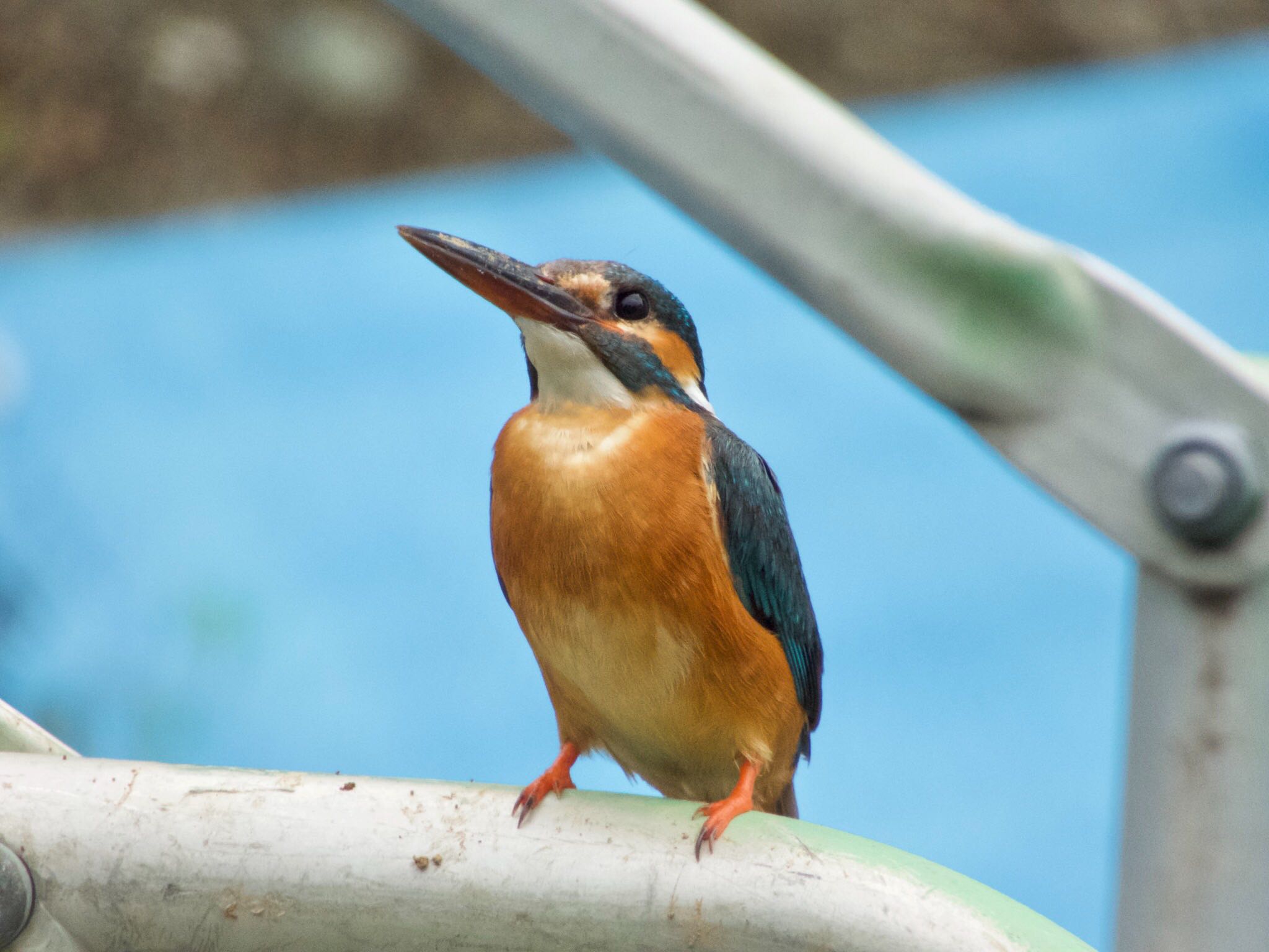 カワセミ