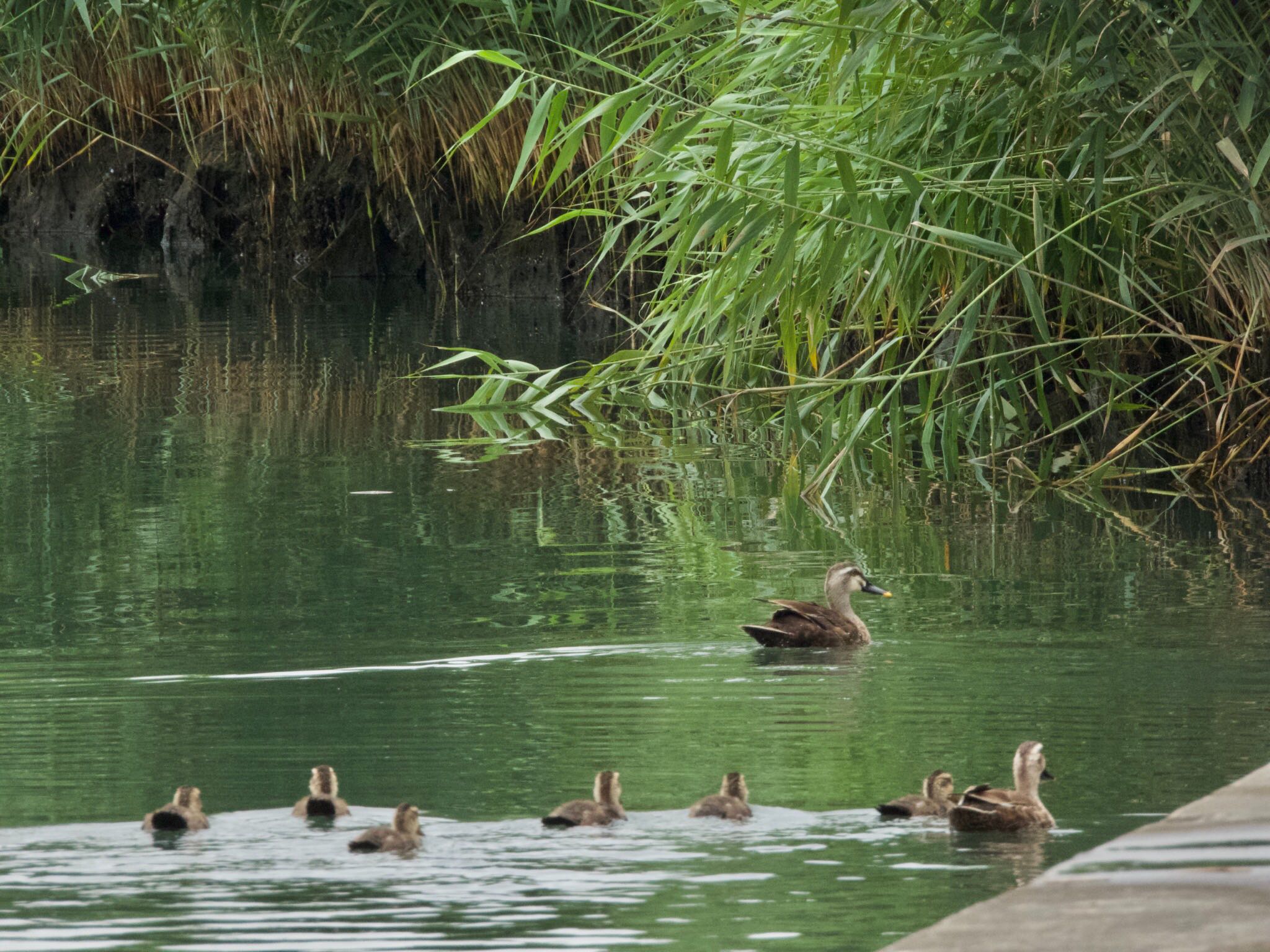 旧中川水辺公園 カルガモの写真 by あらどん