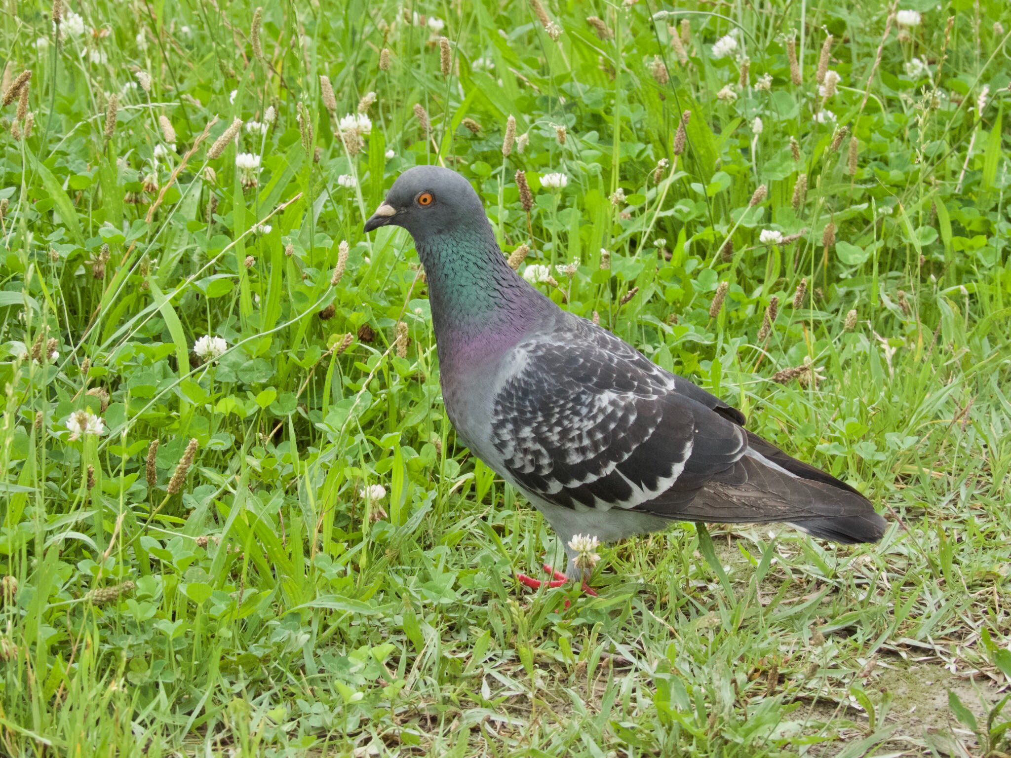 旧中川水辺公園 カワラバトの写真 by あらどん