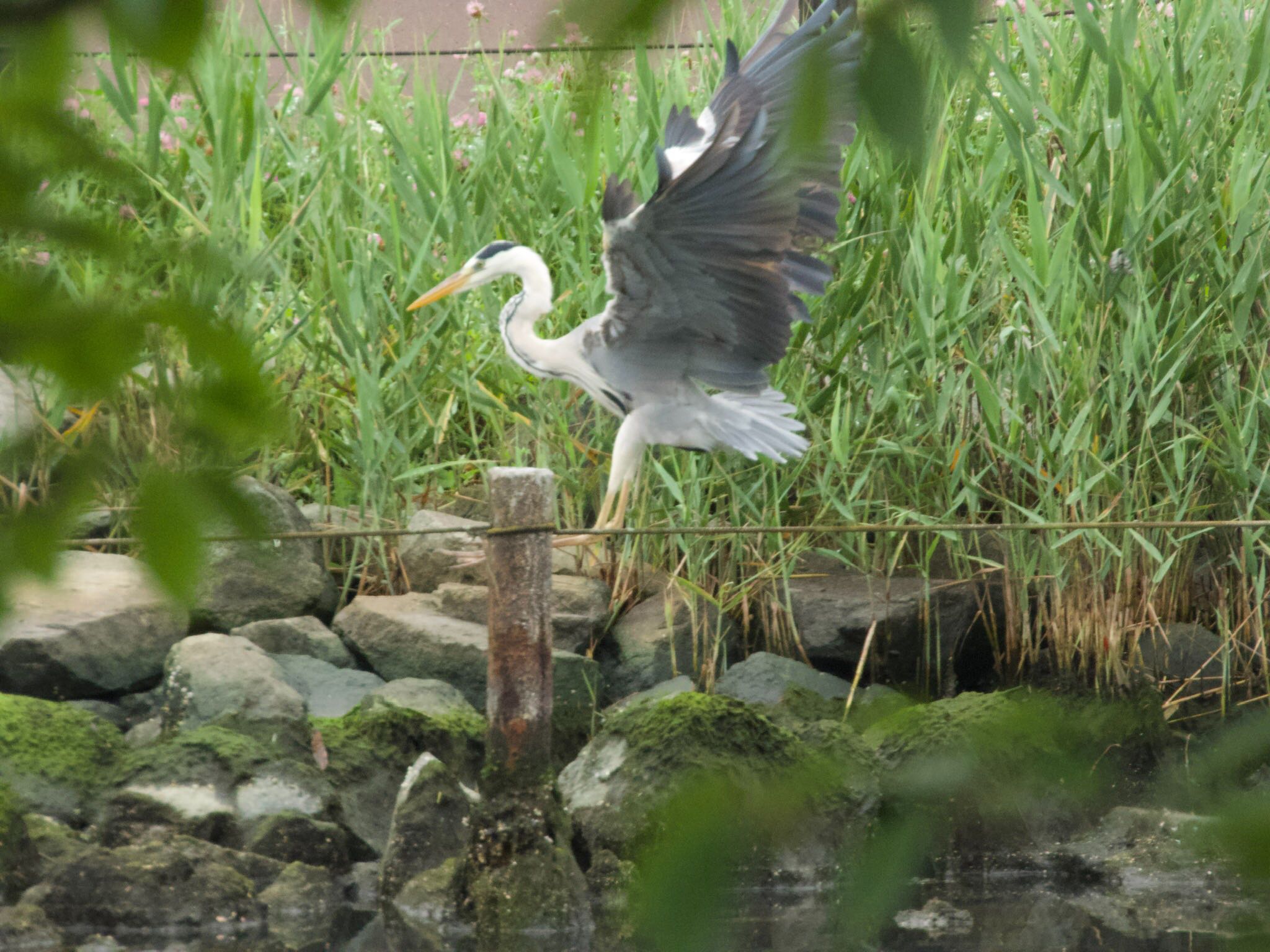 旧中川水辺公園 アオサギの写真 by あらどん