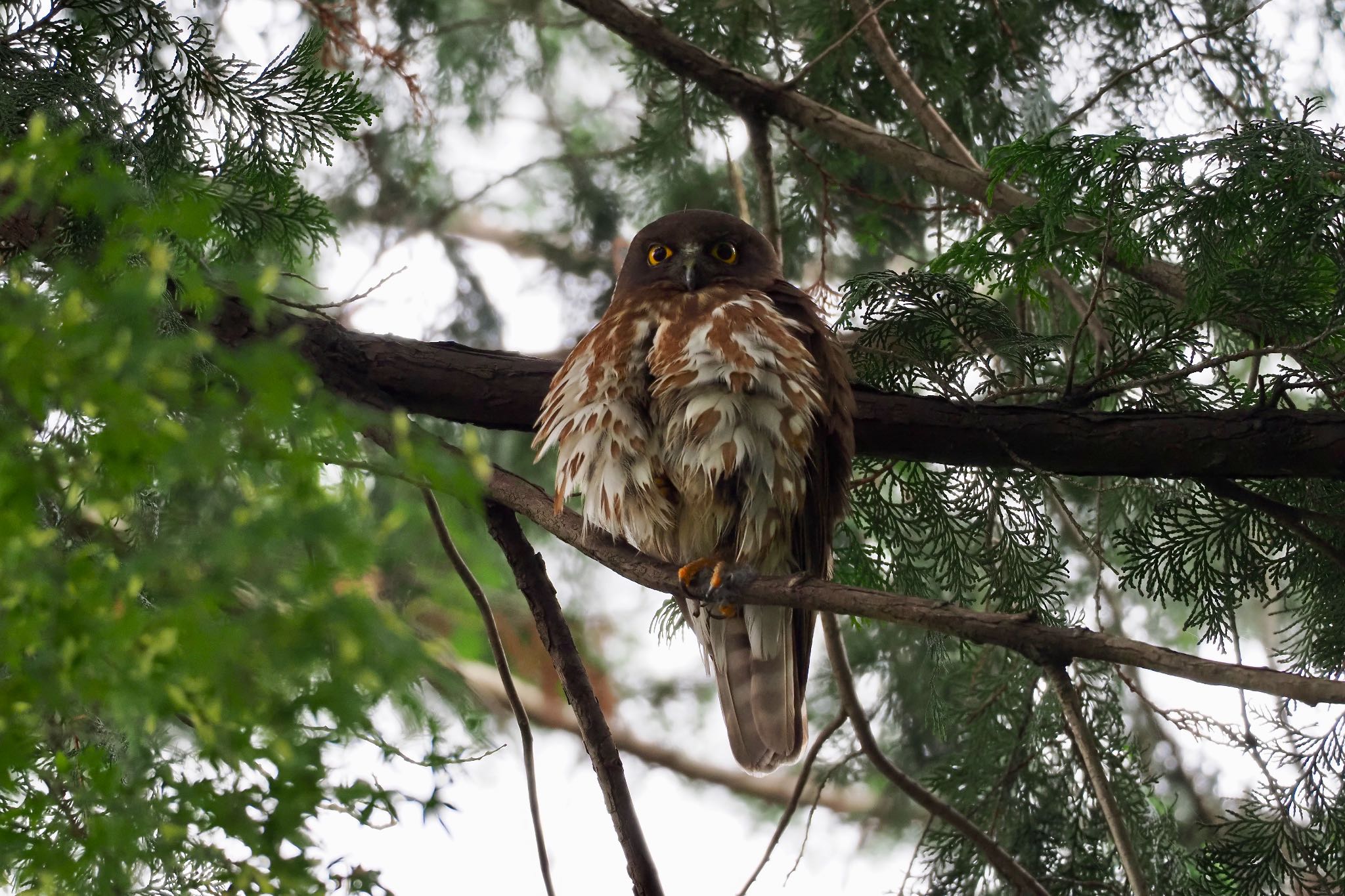 東京都 アオバズクの写真 by 小山貞実