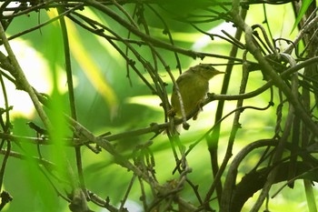 ウグイス 陣馬山 2021年6月12日(土)