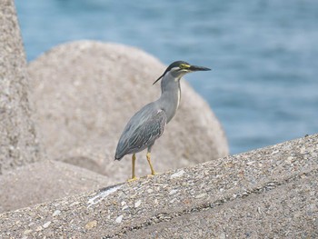 2021年7月3日(土) 神戸市垂水区の野鳥観察記録