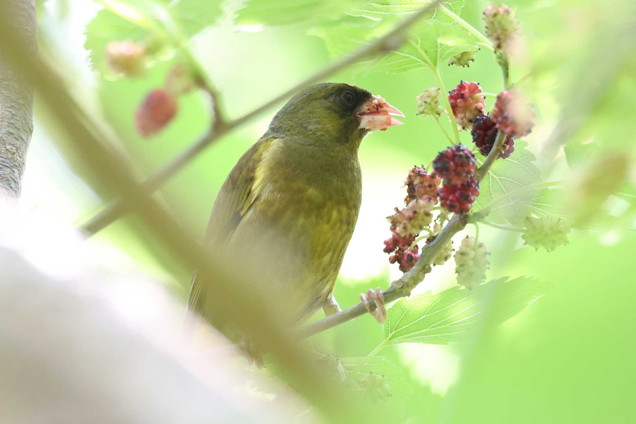 明石公園のカワラヒワ