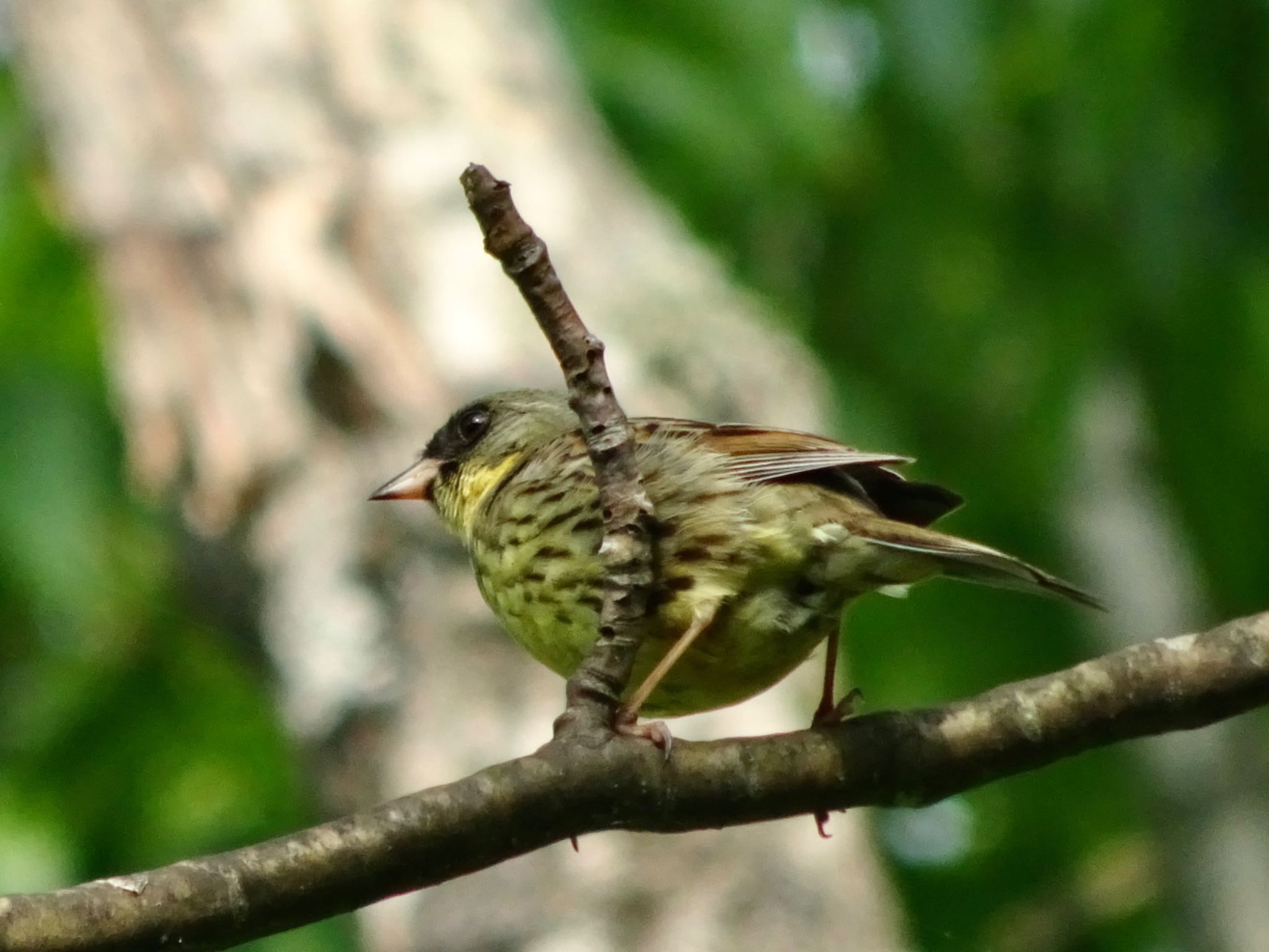 Photo of Masked Bunting at Nishioka Park by haha.9535